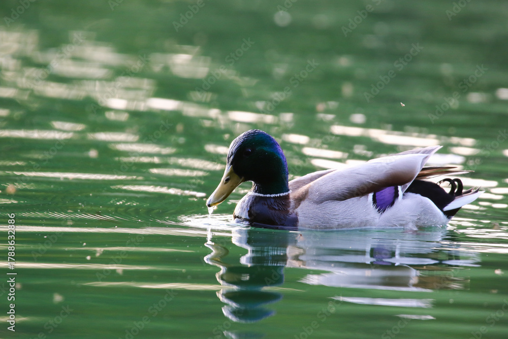 Fototapeta premium Mallard floating on green lake water near Regensburg in spring