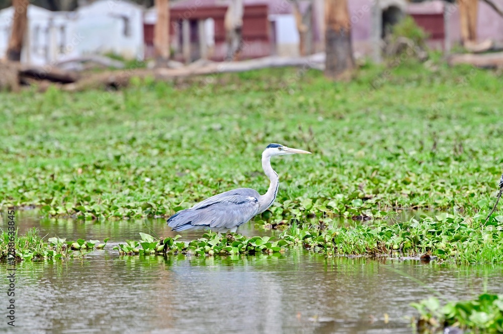 Obraz premium great blue heron