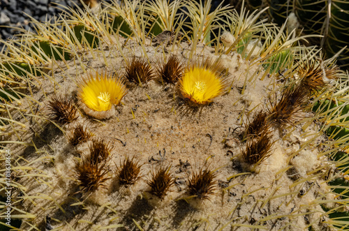 Golden barrel cactus closeup with sharp spines and dried flower crown macro shot desert plant California Playa Vista Central Park