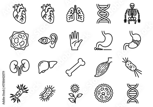 A comprehensive vector collection of line icons representing human anatomy, biology, and medical science symbols like organs, DNA, and cells