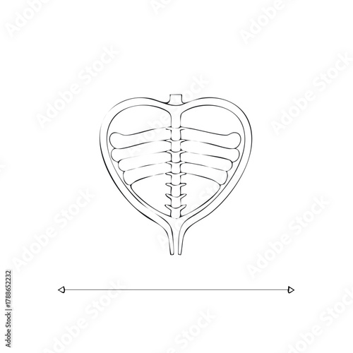 Detailed line drawing of human urinary bladder internal anatomy cross-section for medical study