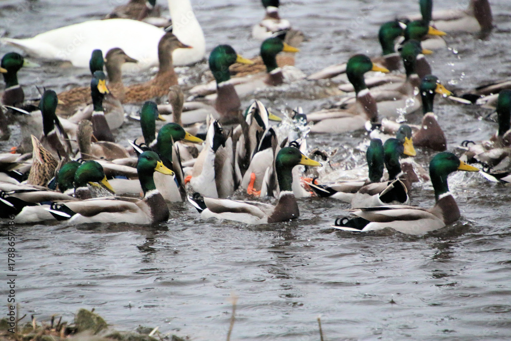 Fototapeta premium A view of Ducks and Geese at Martin Mere Nature Reserve