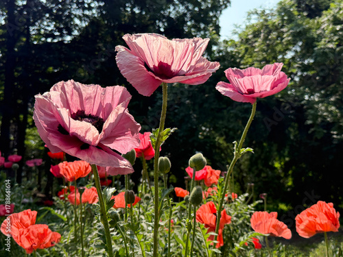 Poppy flowers papaver orientale pink blooms.