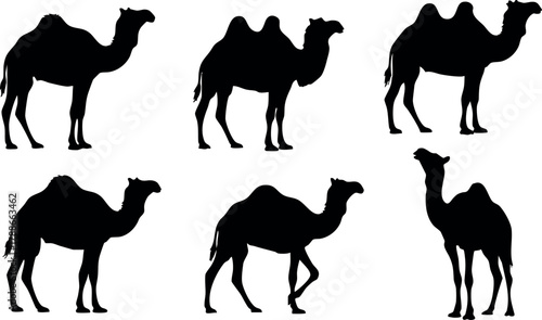 Camel silhouettes vector collection showing six different poses in black on white background for design and decoration purposes