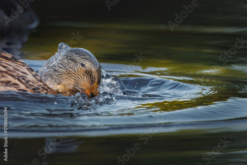 duck with head cover in water after diving under pond
