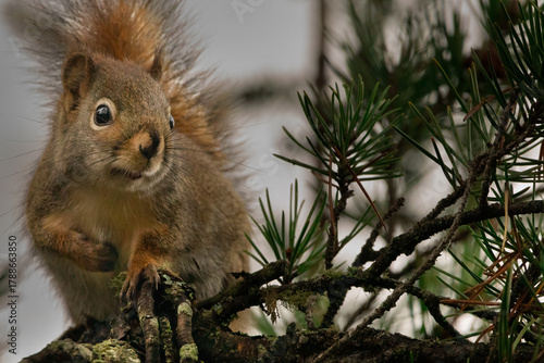 Curious red squirrel close up