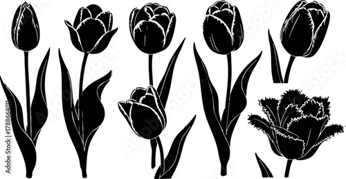 Tulip flower vector silhouettes in black and white with elegant shapes for floral design and decoration