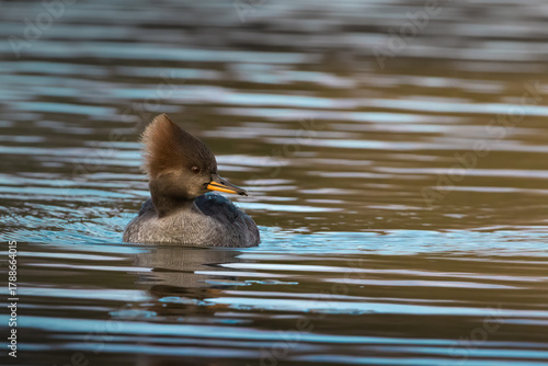 Gorgeous common merganser male portrait close up