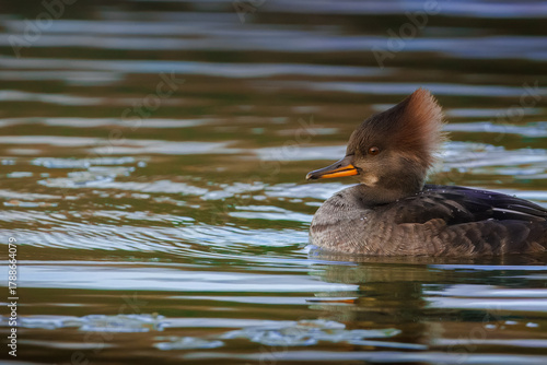 Beautiful Male Common MErganser on evening lake