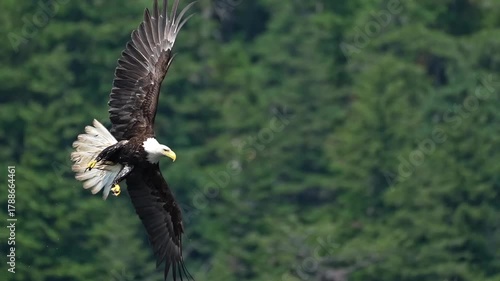 eagle gliding in to grab a fish off the surface of the water