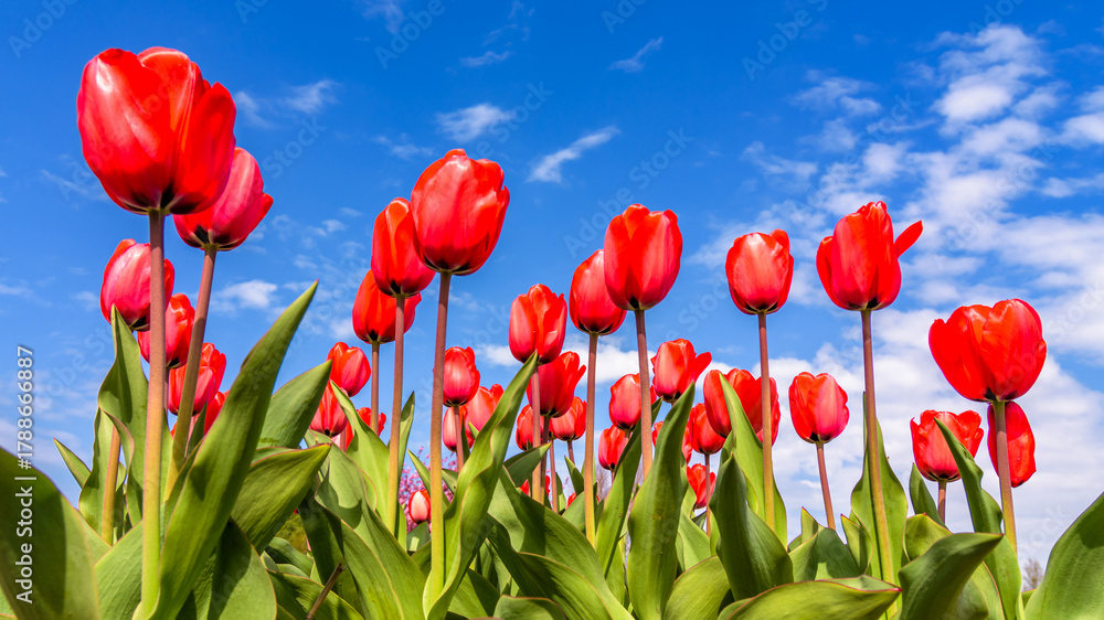 Fototapeta premium red tulips against blue sky