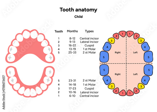 Hand-drawn dental infographic for kids showing the anatomy of tooth. Educational illustration designed for children’s 