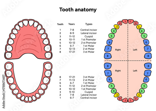 Hand-drawn dental infographic showing the anatomy of adult tooth with enamel, dentin, pulp, root, and nerves. Detailed educational illustration for dental 