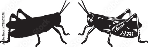 Two Grasshoppers, One Silhouette and One Detailed Outline on White insect arthropod on transparent background