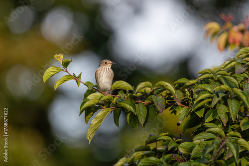 Female spotted flycatcher perched on a branch in a summer forest. Small grey-brown passerine bird (Muscicapa striata) with pale underparts and streaked breast against a soft blurred background.