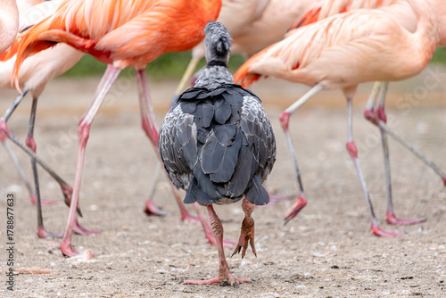 Grey bird Southern Screamer among pink flamingos. Rear view of large gray bird Chauna torquata walking on the ground among a group of Chilean flamingos. Colorful contrast of grey and pink feathers.