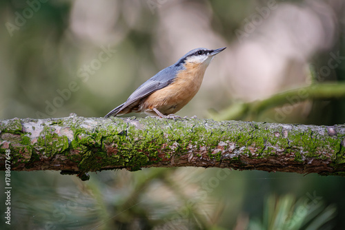Eurasian nuthatch on a mossy tree branch. Wood nuthatch (Sitta europaea) in summer forest. Passerine bird with a short tail, long bill, blue-gray upperparts and a black eye-stripe.