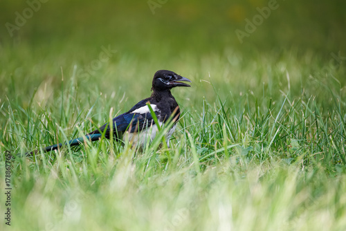Eurasian magpie in the summer forest among green grass. Molting common magpie with open beak. Beautiful bird with pure white belly and shoulders and glossy black wings and tail feathers.