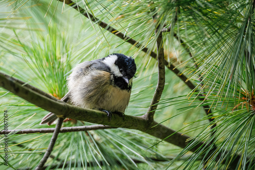 Cute fluffy Coal tit on a pine branch. Little gray passerine bird with black cup and white cheeks among long green pine needles.