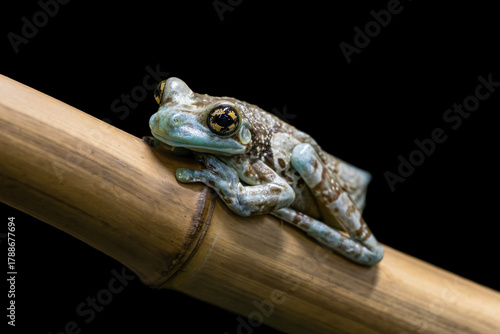 Mission golden-eyed tree frog isolated on black background. Exotic arboreal amphibia Amazon milk frog with ash-blue bumpy skin sitting on a dry bamboo stem.