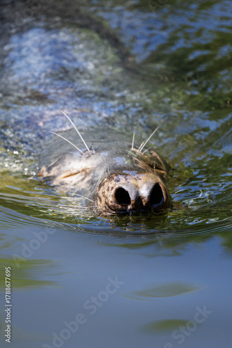 Close-up portrait of swimming grey seal swimming with closed eyes. Cute Atlantic gray seal with flared nostrils above the water surface. Wild pinniped portrait in natural environment.