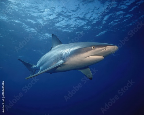 Wallpaper Mural Silky Shark in Florida Waters: A Majestic Underwater Encounter with an Elegance Unmatched Torontodigital.ca