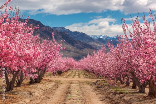 Vibrant Spring Blossoms in Peach Orchards of Palisade Colorado - A Blooming Agriculture Haven