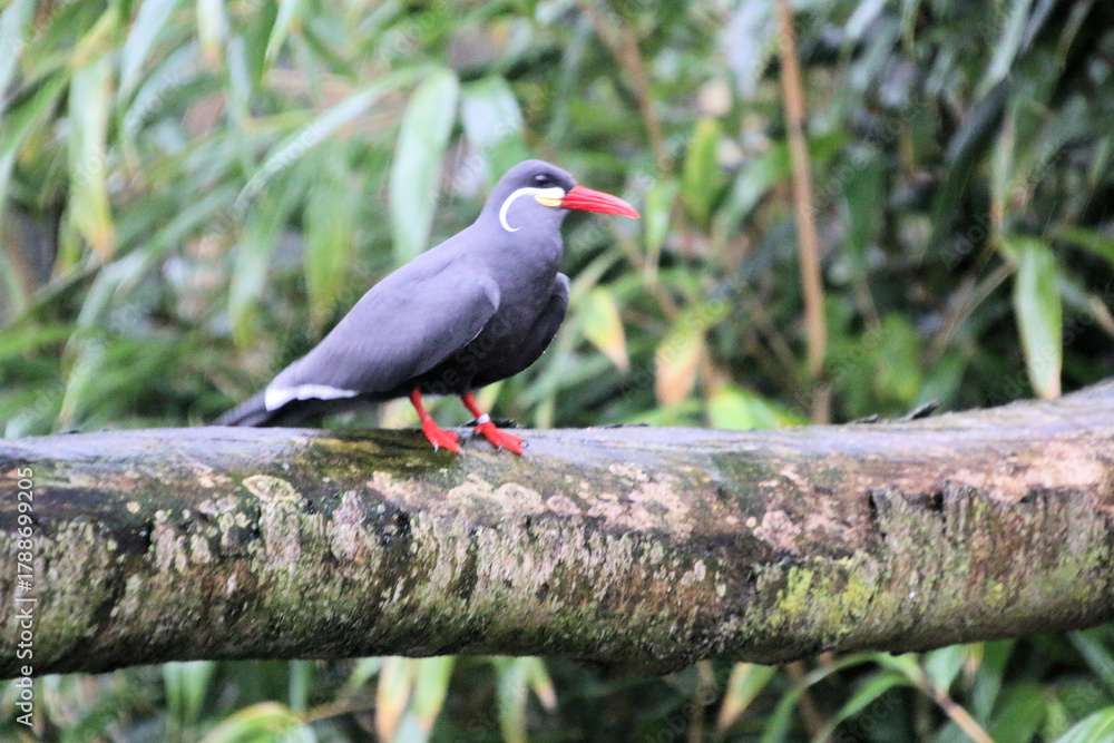 Obraz premium A close up of an Inca Tern at Martin Mere Nature Reserve