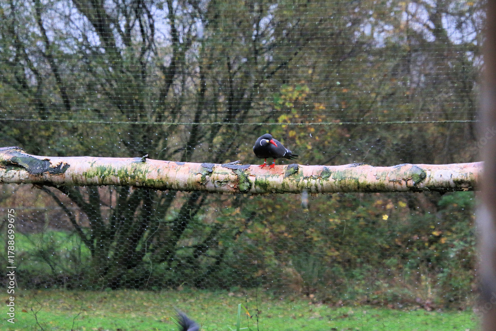Naklejka premium A close up of an Inca Tern at Martin Mere Nature Reserve