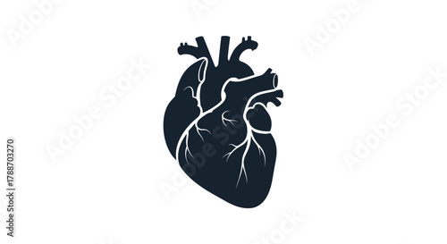 Anatomical human heart illustration icon for medical concepts