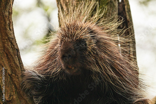 Photography North American Porcupine Erethizon Dorsatum standing tree