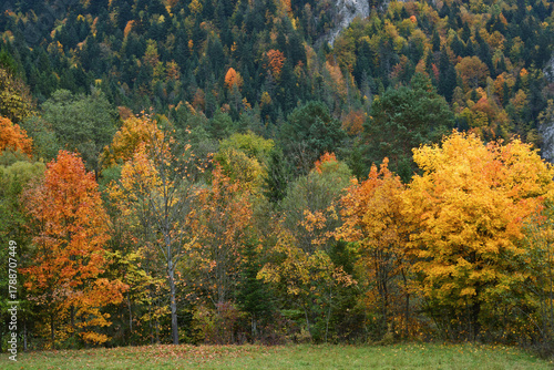 Fototapeta Naklejka Na Ścianę i Meble -  Beautiful landscape of an autumn mountain forest