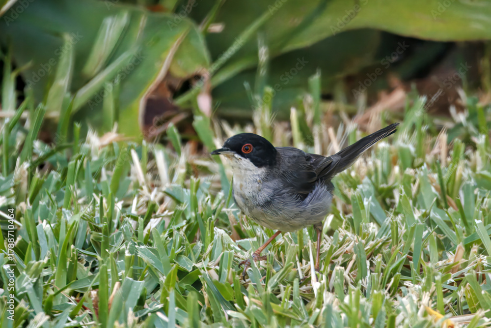 Fototapeta premium Sardinian warbler, Curruca melanocephala, on a meadow