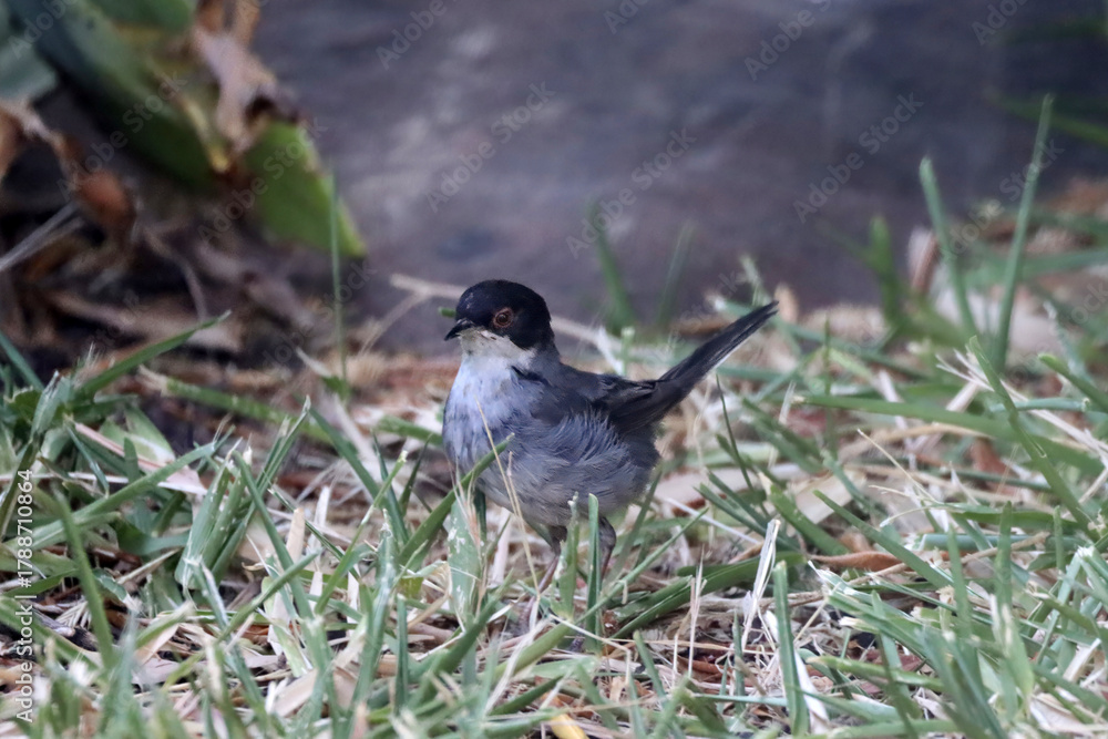 Fototapeta premium Sardinian warbler, Curruca melanocephala, on a meadow