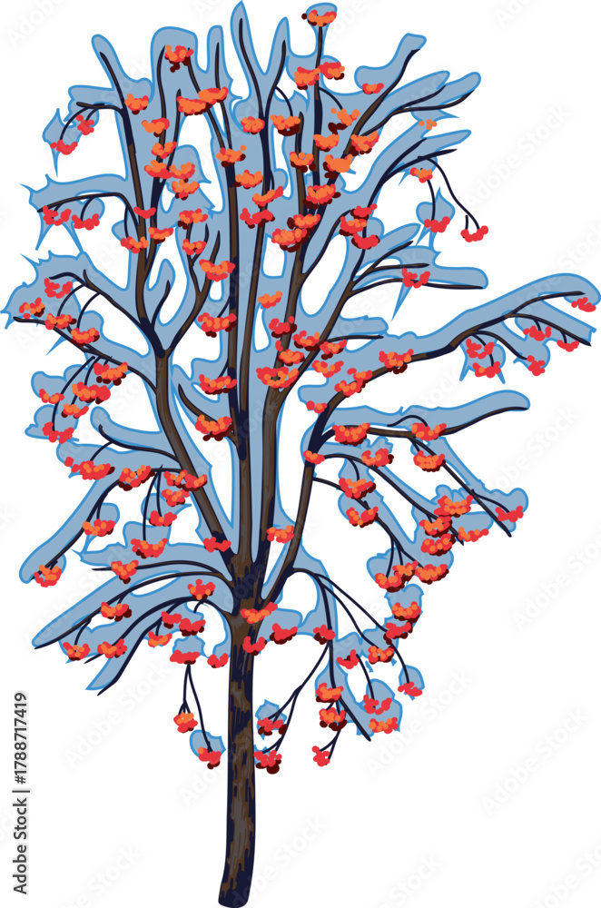 Fototapeta premium Rowan tree (Sorbus aucuparia) with bare branches covered in snow and many red berries isolated on white background