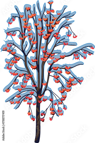 Rowan tree (Sorbus aucuparia) with bare branches covered in snow and many red berries  isolated on white background