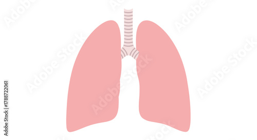 Stylized human lungs and trachea medical illustration graphic