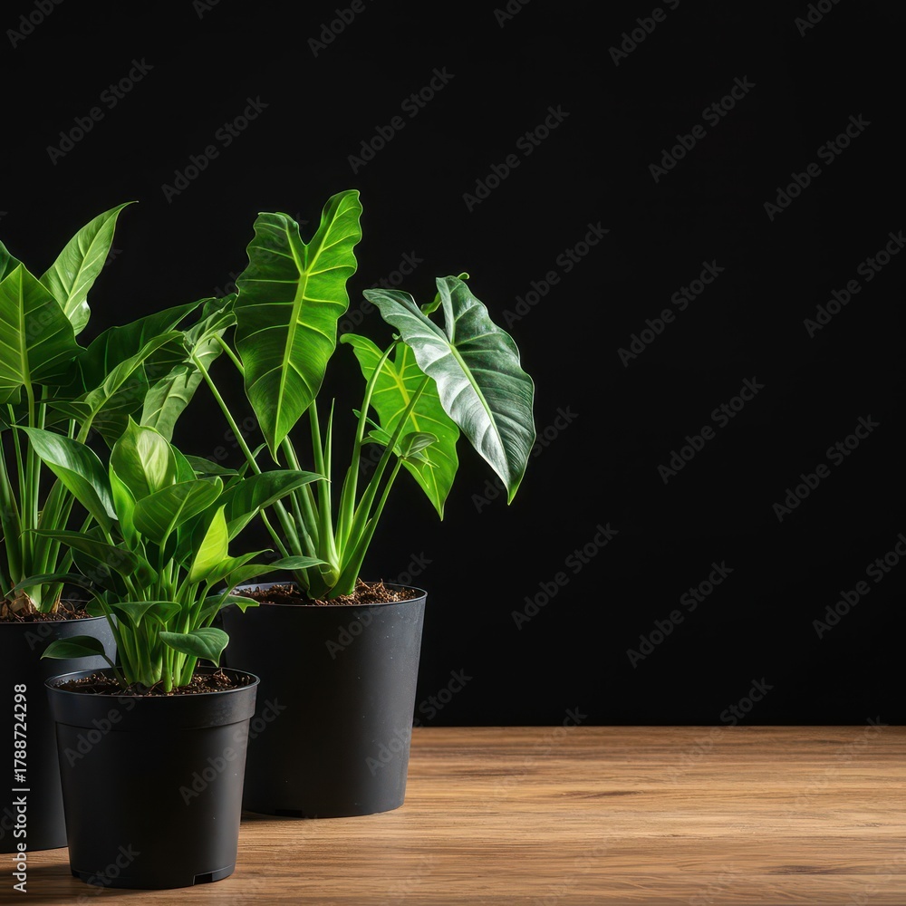 Fototapeta premium Vibrant green foliage of multiple potted tropical plants sitting on a natural wood surface, showcasing interior gardening and home decor, green, terracotta, domestic