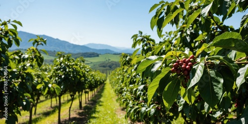 coffee trees in the mountains