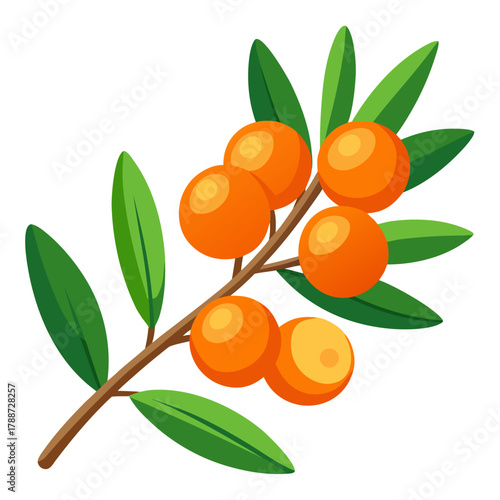 Branch of sea buckthorn berries with green leaves