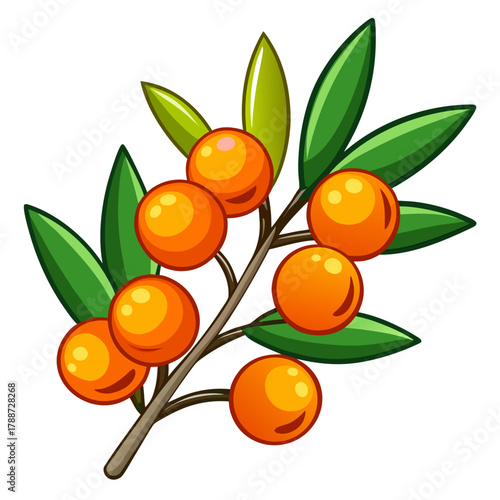 Illustration of sea buckthorn branch with berries and leaves