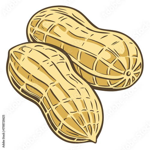 Two peanuts in shell illustration