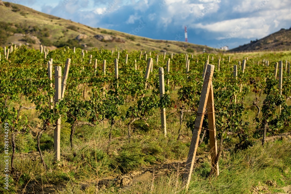 Naklejka premium Vineyard agricultural fields aerial landscape during sunrise.