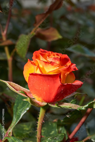 Wallpaper Mural Rosebud with a smooth transition from yellow to red hues. Contrasting colors create an atmosphere of coziness and romance. Close-up of a rosebud with red and yellow petals. Torontodigital.ca