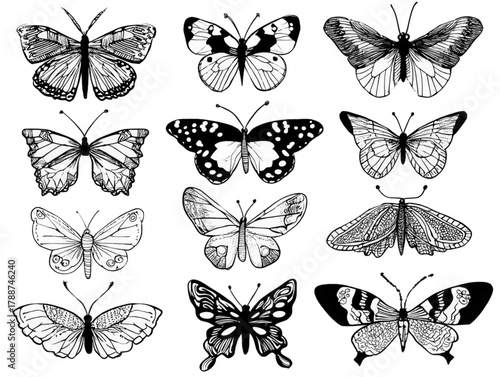 Collection of Hand Drawn Butterfly and Moth Illustrations.