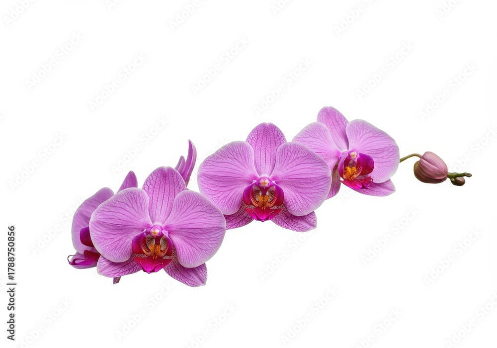 Fototapeta premium Pink orchid flowers on a seamless white background, showcasing delicate petals and vibrant coloration perfect for wedding or spa designs ,beauty ,pure ,studio
