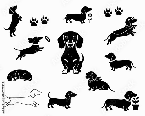 Collection of Illustrated Dachshund Dogs in Various Poses 