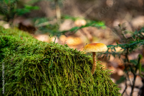 Champignon dans la forêt