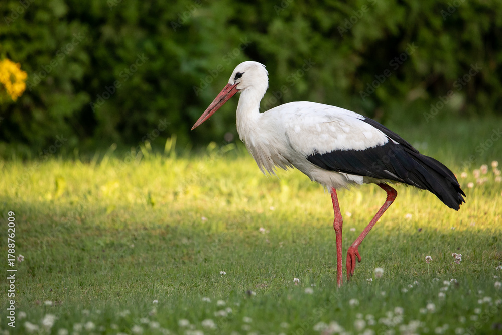 Fototapeta premium stork