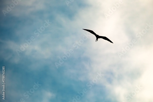Flying bird silhouette on cloudy blue sky background with copy space